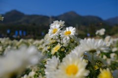 田园新曲｜菊喷鼻漫山 财产生金